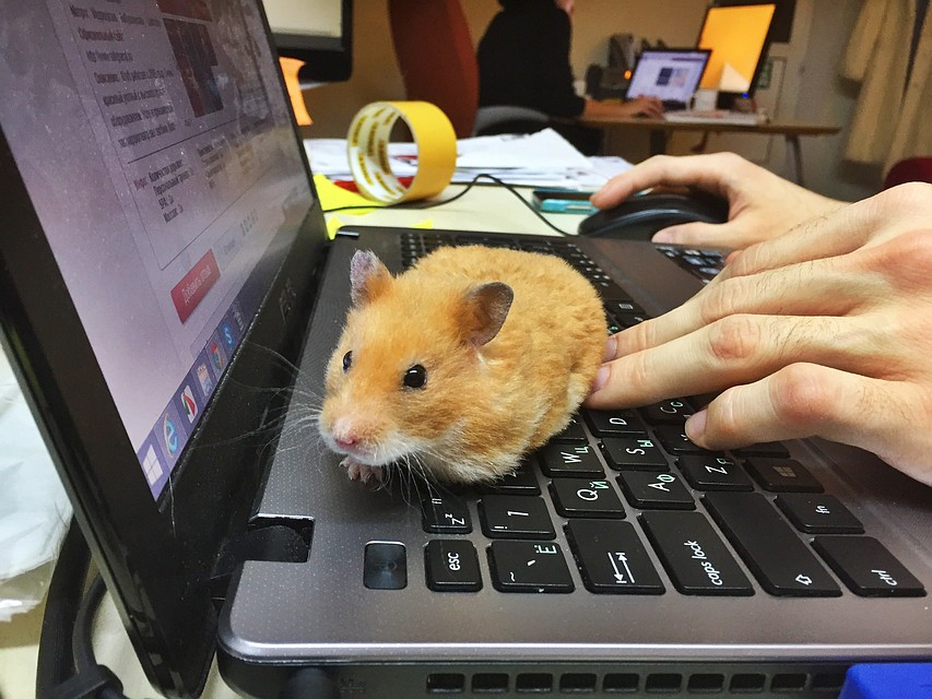 Allocation hamster. Офисные хомячки. Домашние питомцы хомяки. Компьютерный хомяк. Домашние животные в офисе.